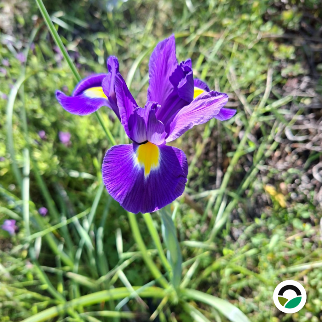 Purple iris in bloom, highlighting structural details adapted for pollination.