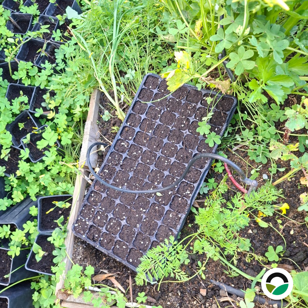 Trays placed on raised beds
