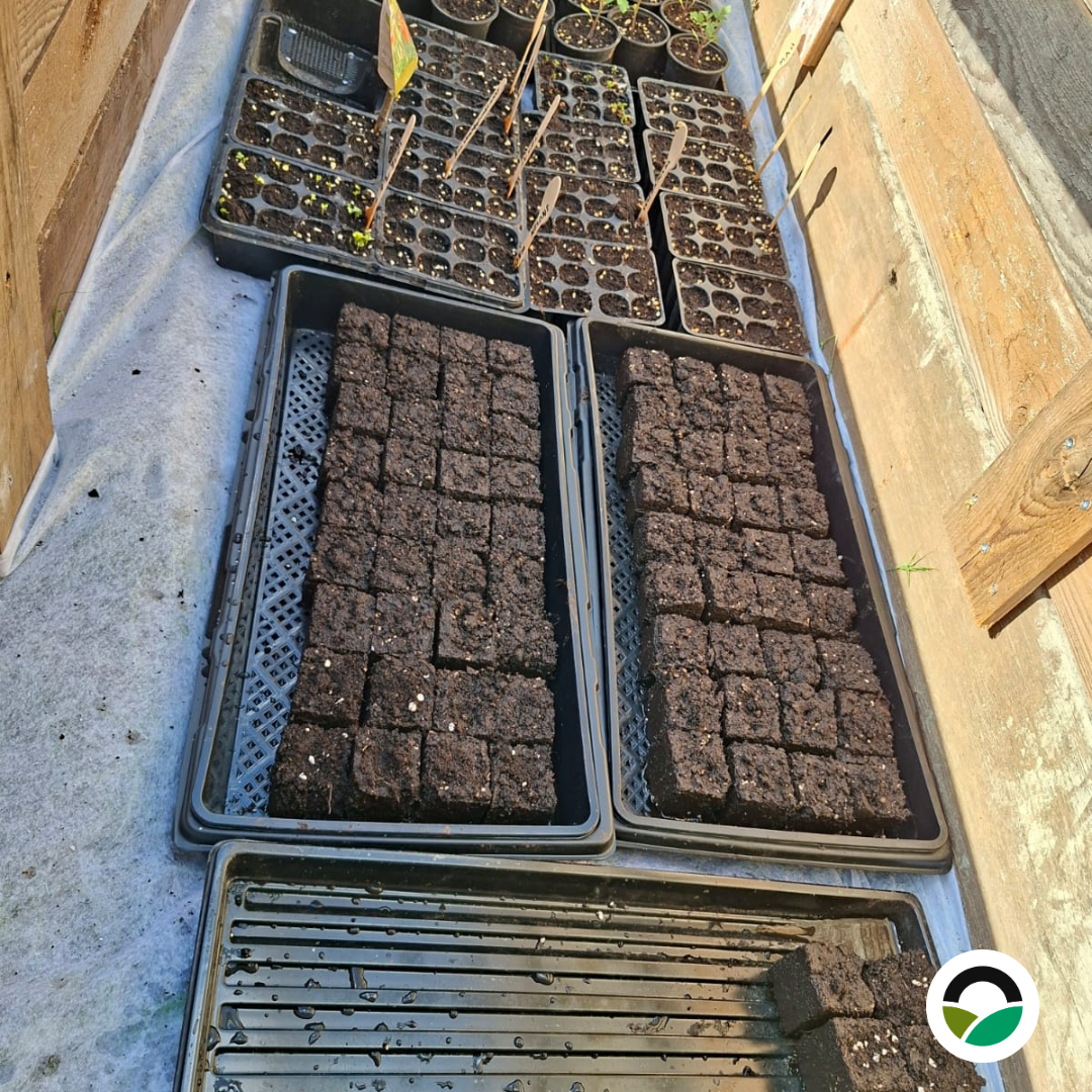 Soil block propagation at Mavronero