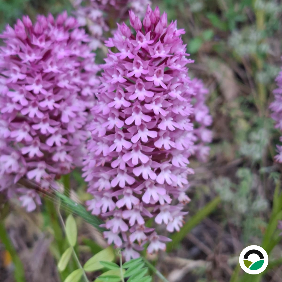 Wild pyramidal orchid (Anacamptis pyramidalis)