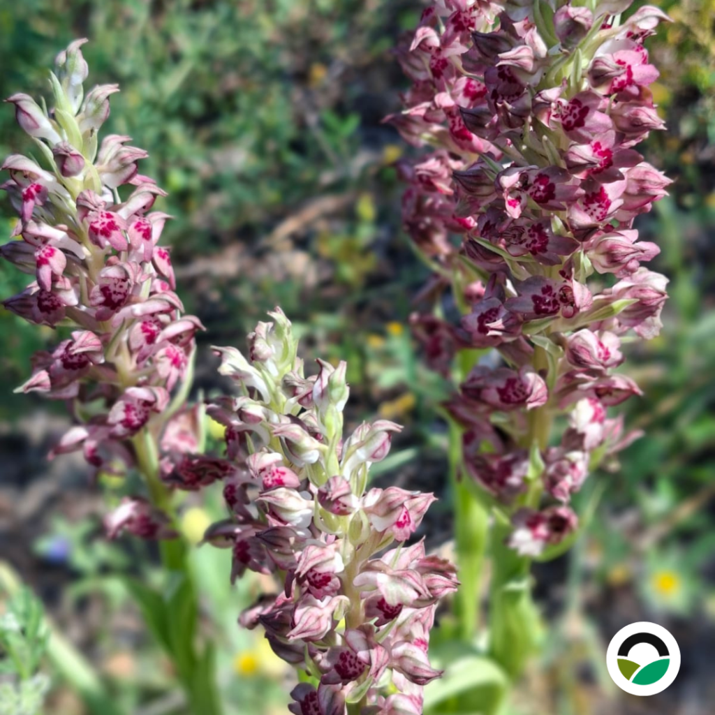 Wild Lady Orchid