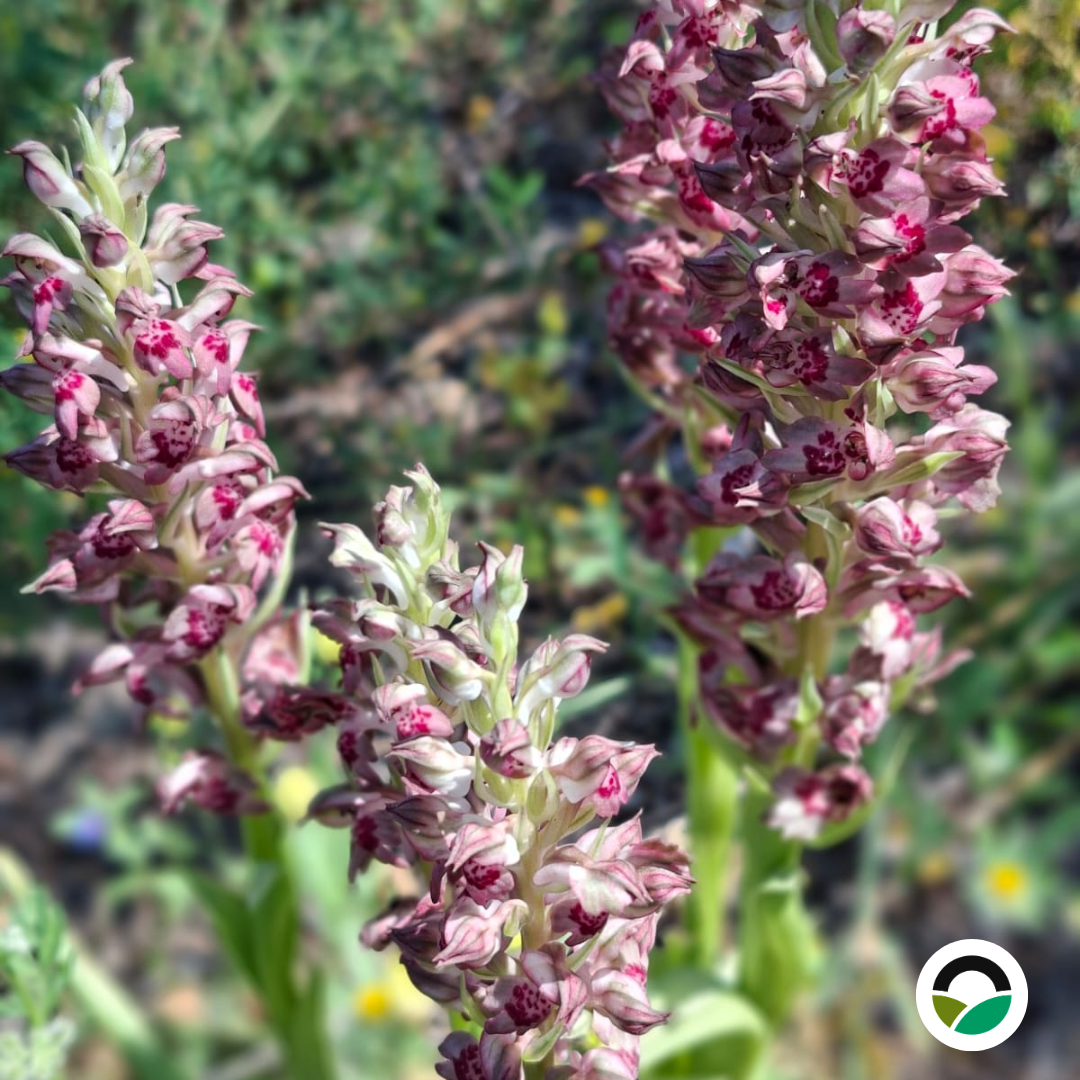 Wild Lady Orchid
