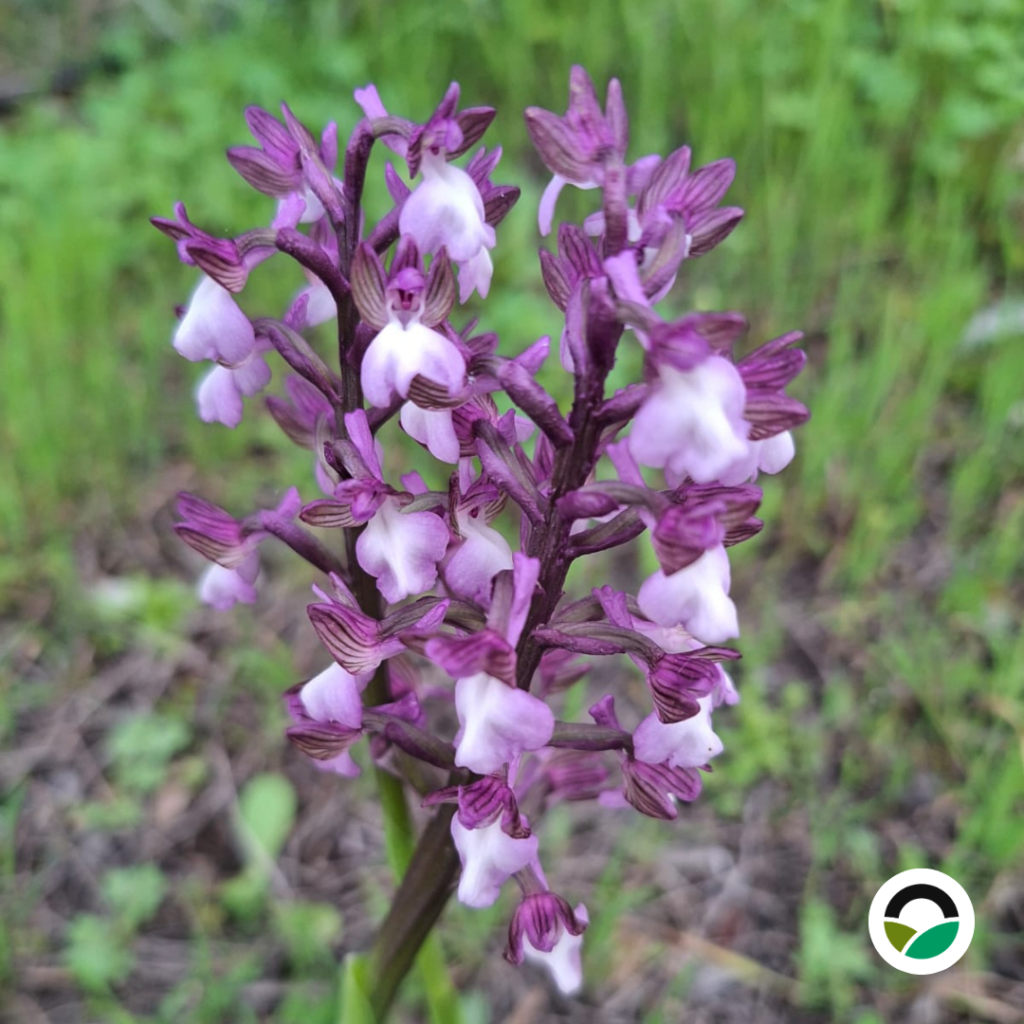 Green-winged Orchid (Anacamptis morio, syn. Orchis morio) by the Old Carob Tree