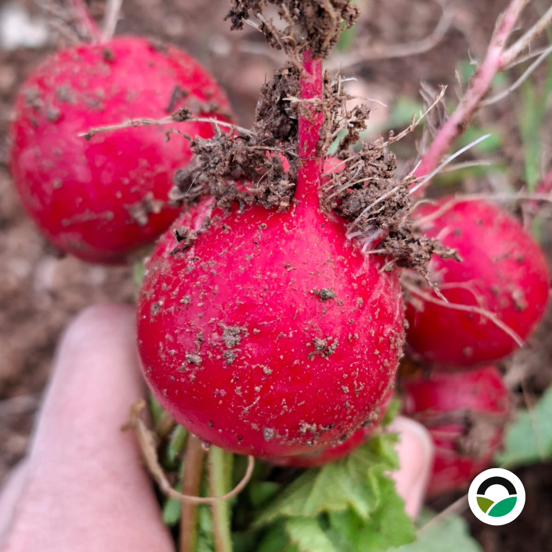 Freshly harvested red radishes with green leaves and soil attached, collected from the field at Mavronero after early spring rainfall.