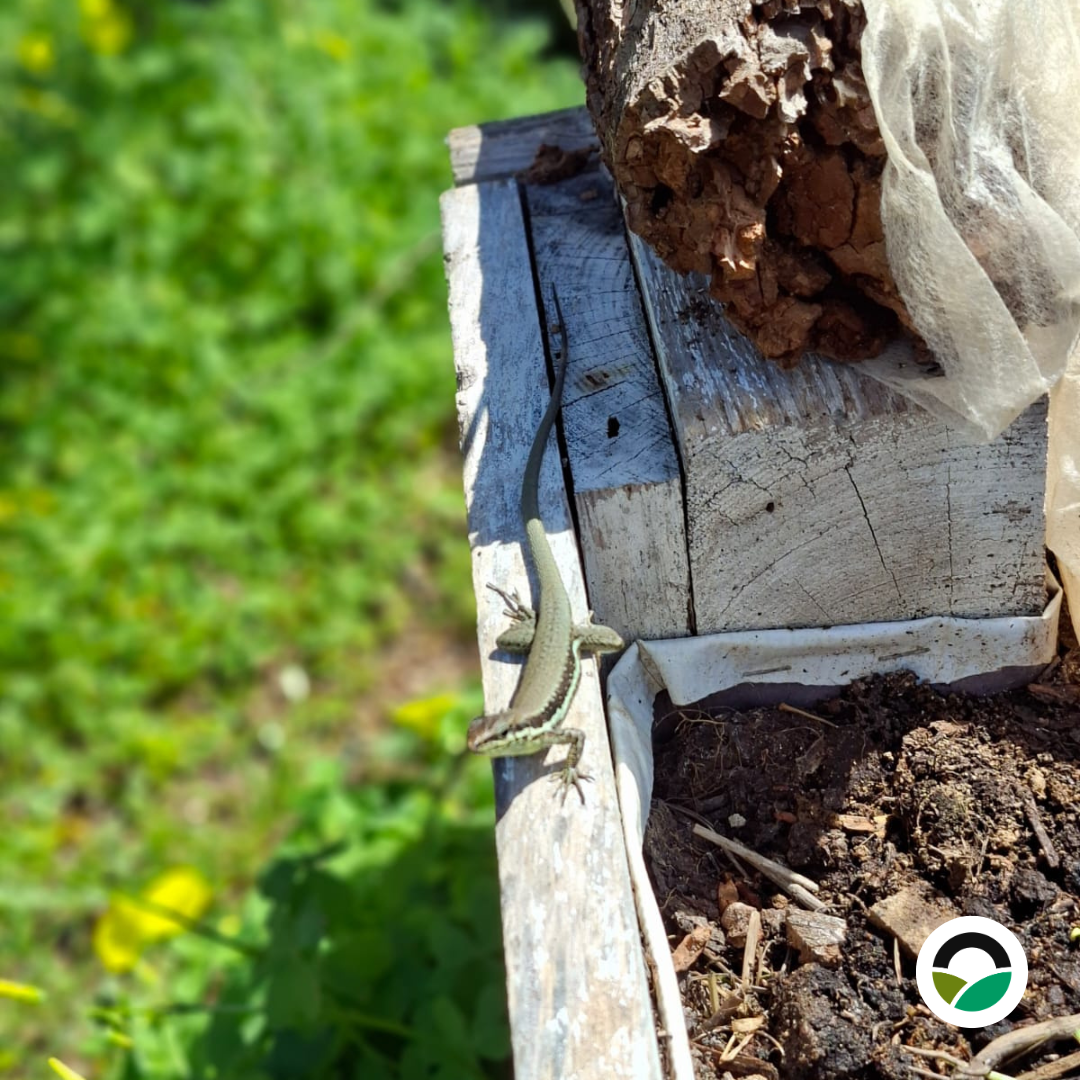 Small Mediterranean lizard sunbathing on the wooden edge of a raised garden bed at Mavronero.