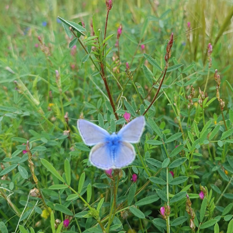 Common Blue butterfly (Polyommatus icarus) resting among spring vegetation at Mavronero