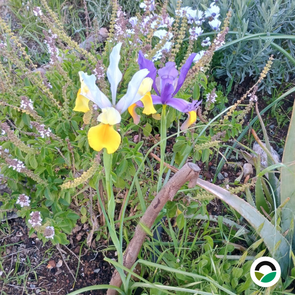 Different iris color variations growing side by side, illustrating natural diversity within a single population.