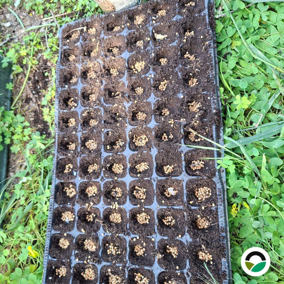 Nursery trays filled and seeded, ready for germination