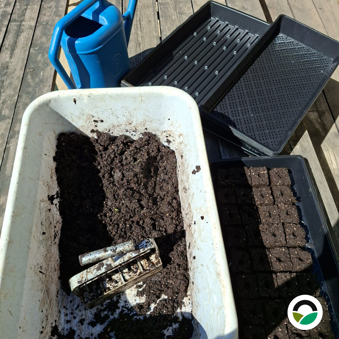Soil block propagation at Mavronero