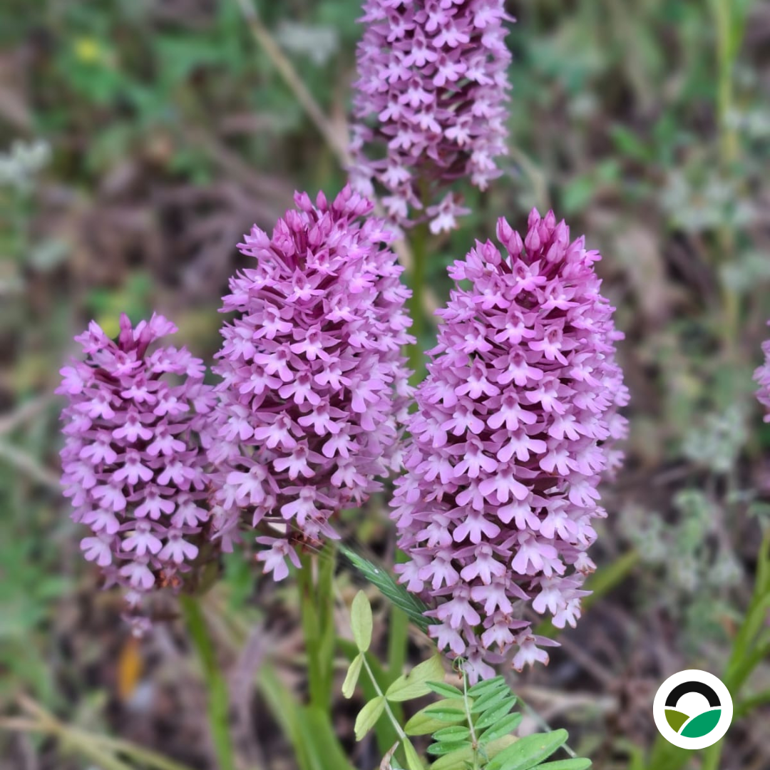 Wild pyramidal orchid (Anacamptis pyramidalis)