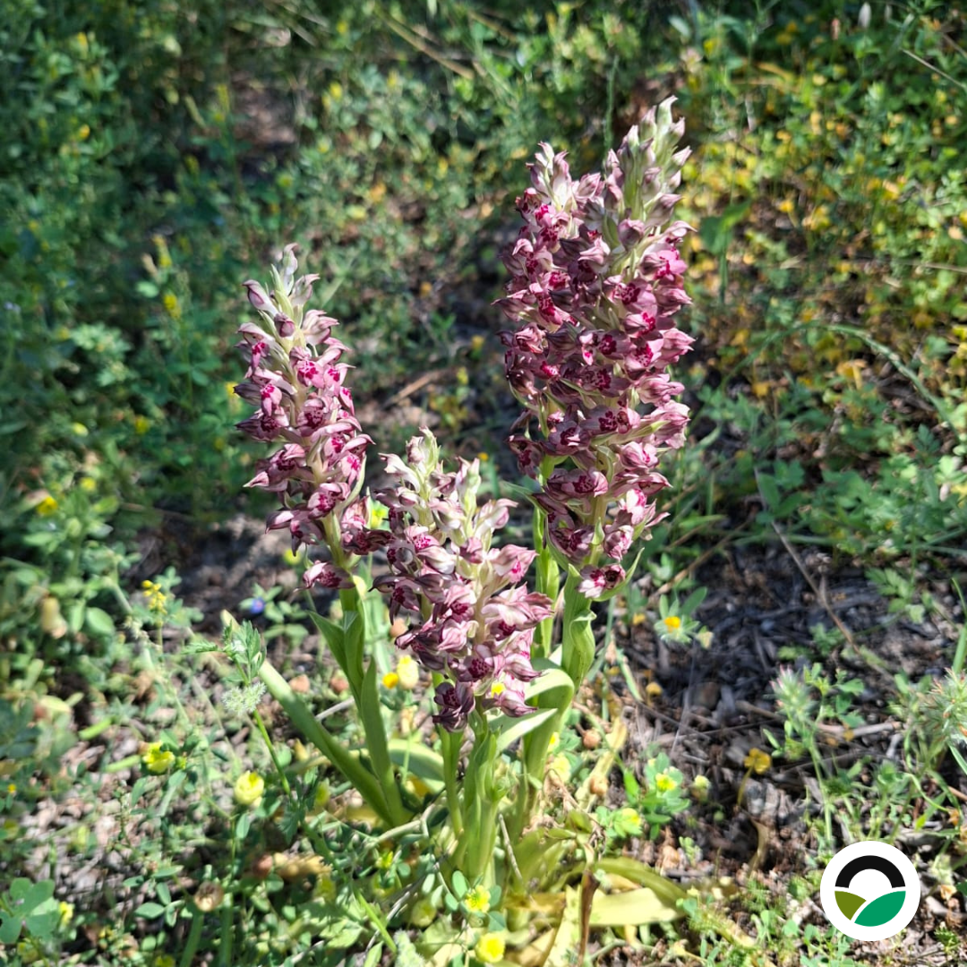 Wild Lady Orchid