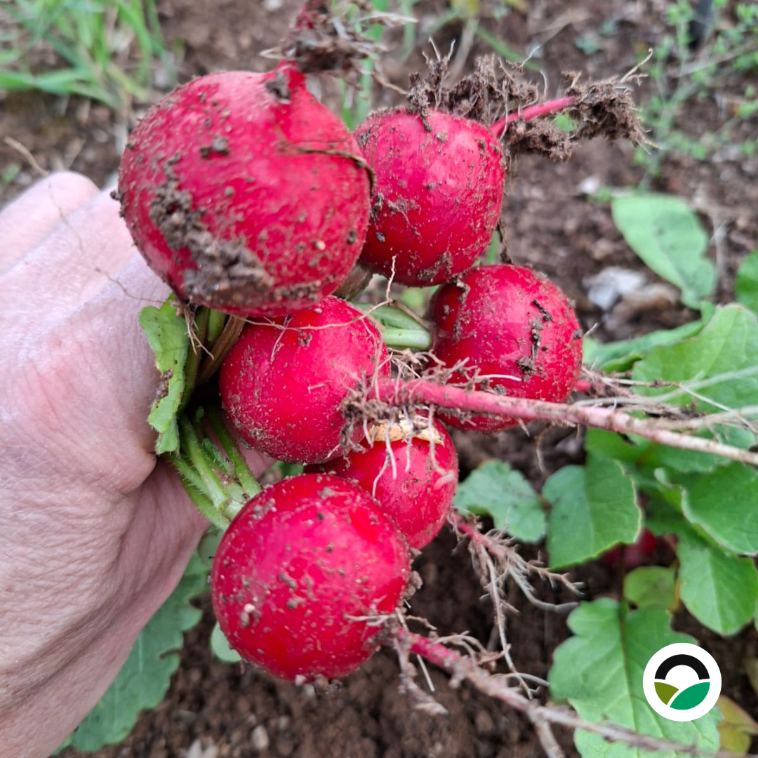 Freshly harvested red radishes with green leaves and soil attached, collected from the field at Mavronero after early spring rainfall.