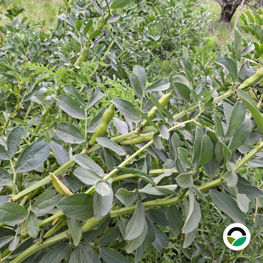 broad bean pods on the plant