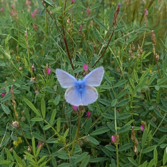 Common Blue butterfly (Polyommatus icarus) resting among spring vegetation at Mavronero