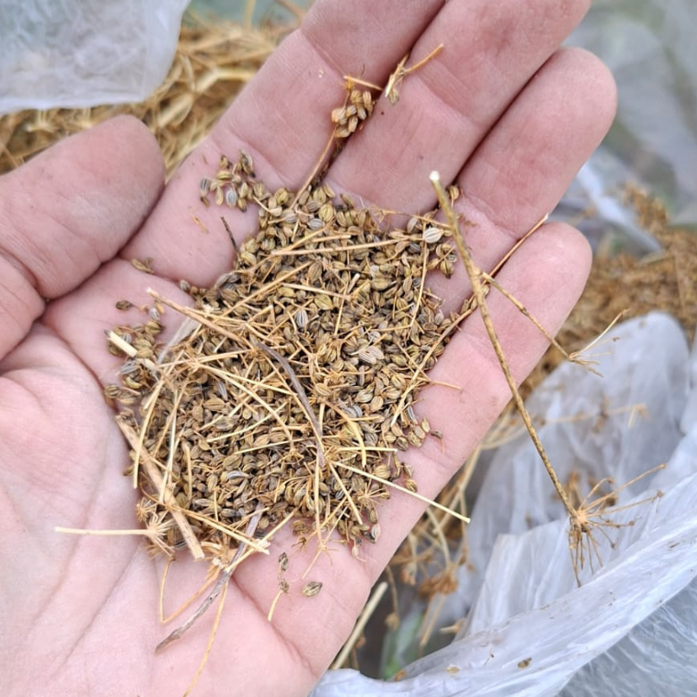 Detail of locally harvested seeds, showing structure and variation