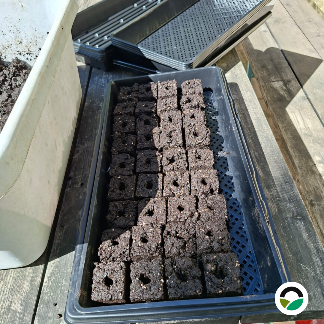 Soil block propagation at Mavronero