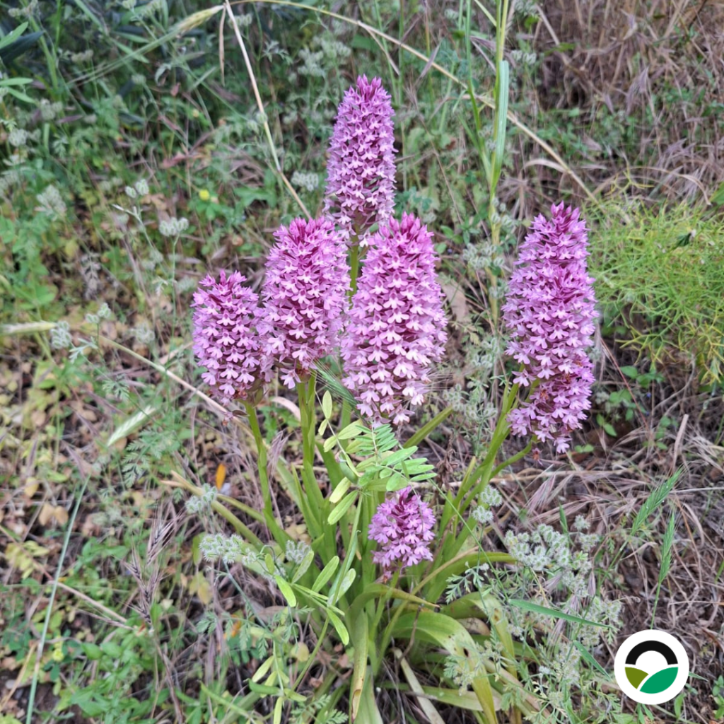 Άγρια πυραμιδοειδής ορχιδέα (Anacamptis pyramidalis)