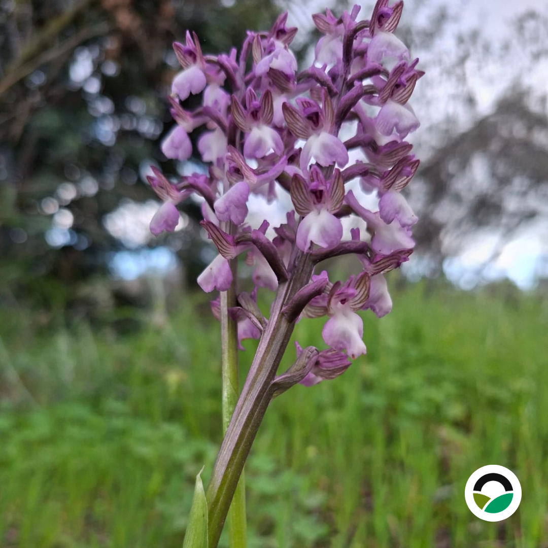 Green-winged Orchid (Anacamptis morio, syn. Orchis morio) by the Old Carob Tree