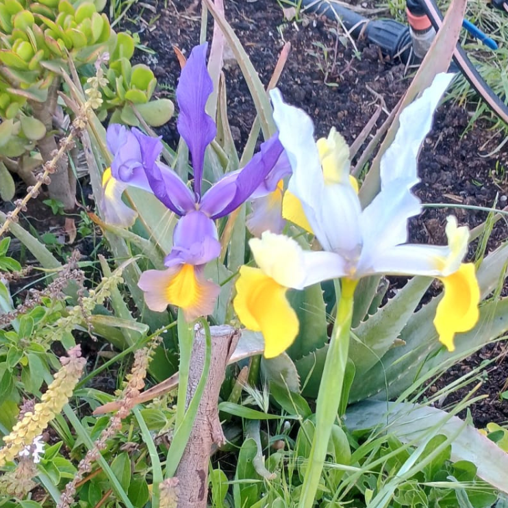 Different iris color variations growing side by side, illustrating natural diversity within a single population.
