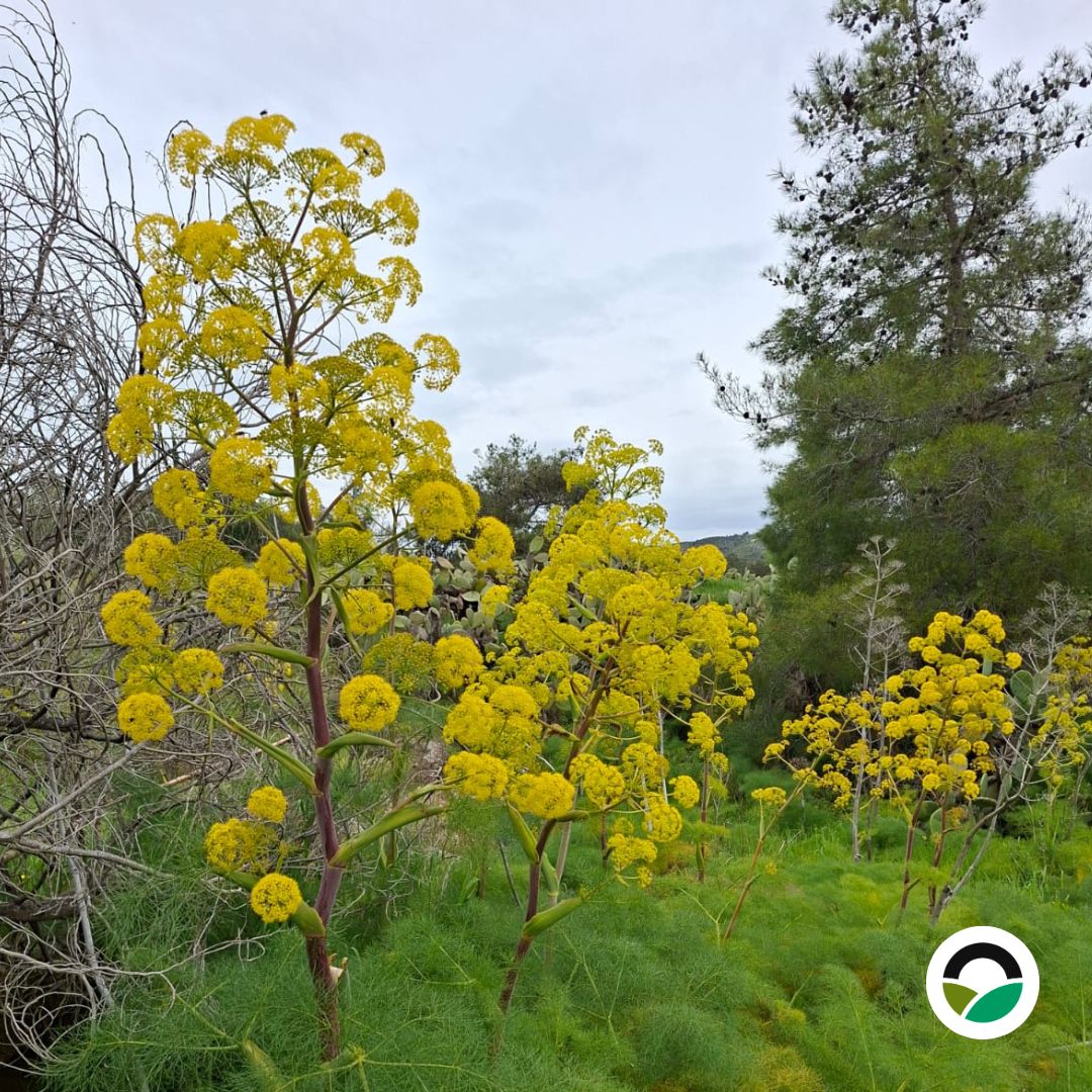 Giant fennel flowering across the Mavronero landscape