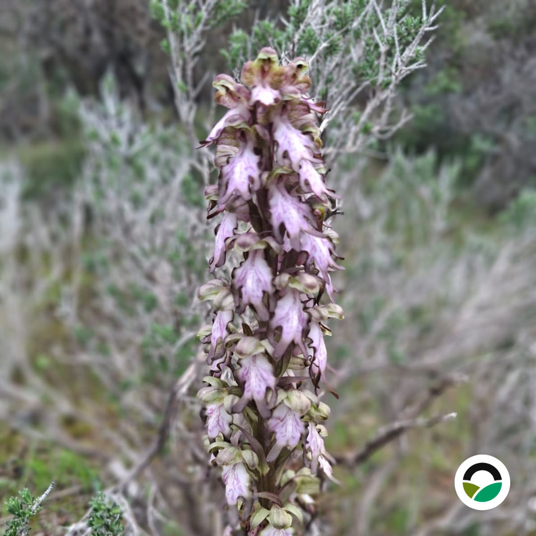 Green-winged Orchid (Anacamptis morio, syn. Orchis morio) by the Old Carob Tree