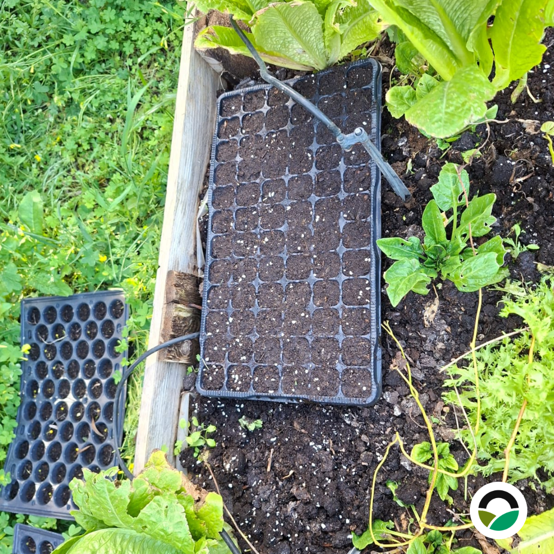 Trays placed on raised beds