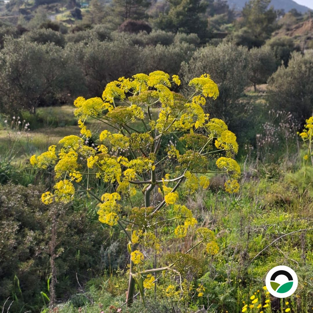 Giant fennel flowering across the Mavronero landscape