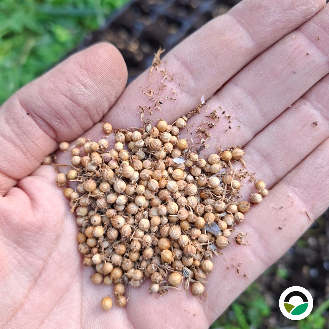 Detail of locally harvested seeds, showing structure and variation
