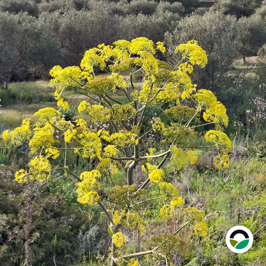 Giant fennel flowering across the Mavronero landscape