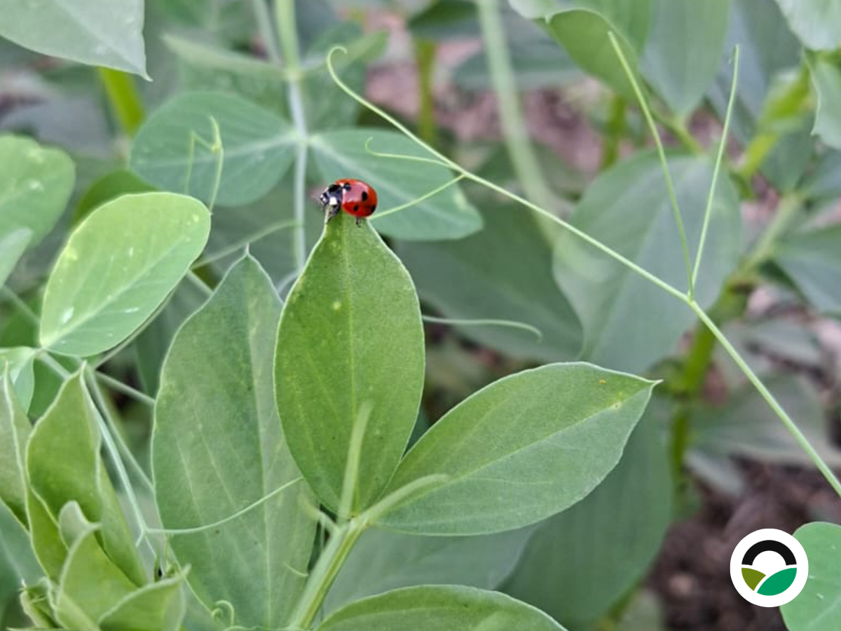 Lady Bugs (Coccinellidae)