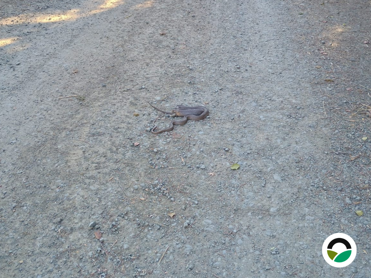 A natural predator at work: a wildlife encounter at Mavronero Farm