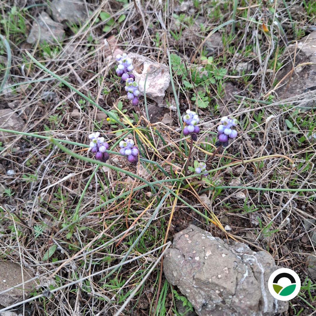 Baby's Breath or Grape-Hyacinth