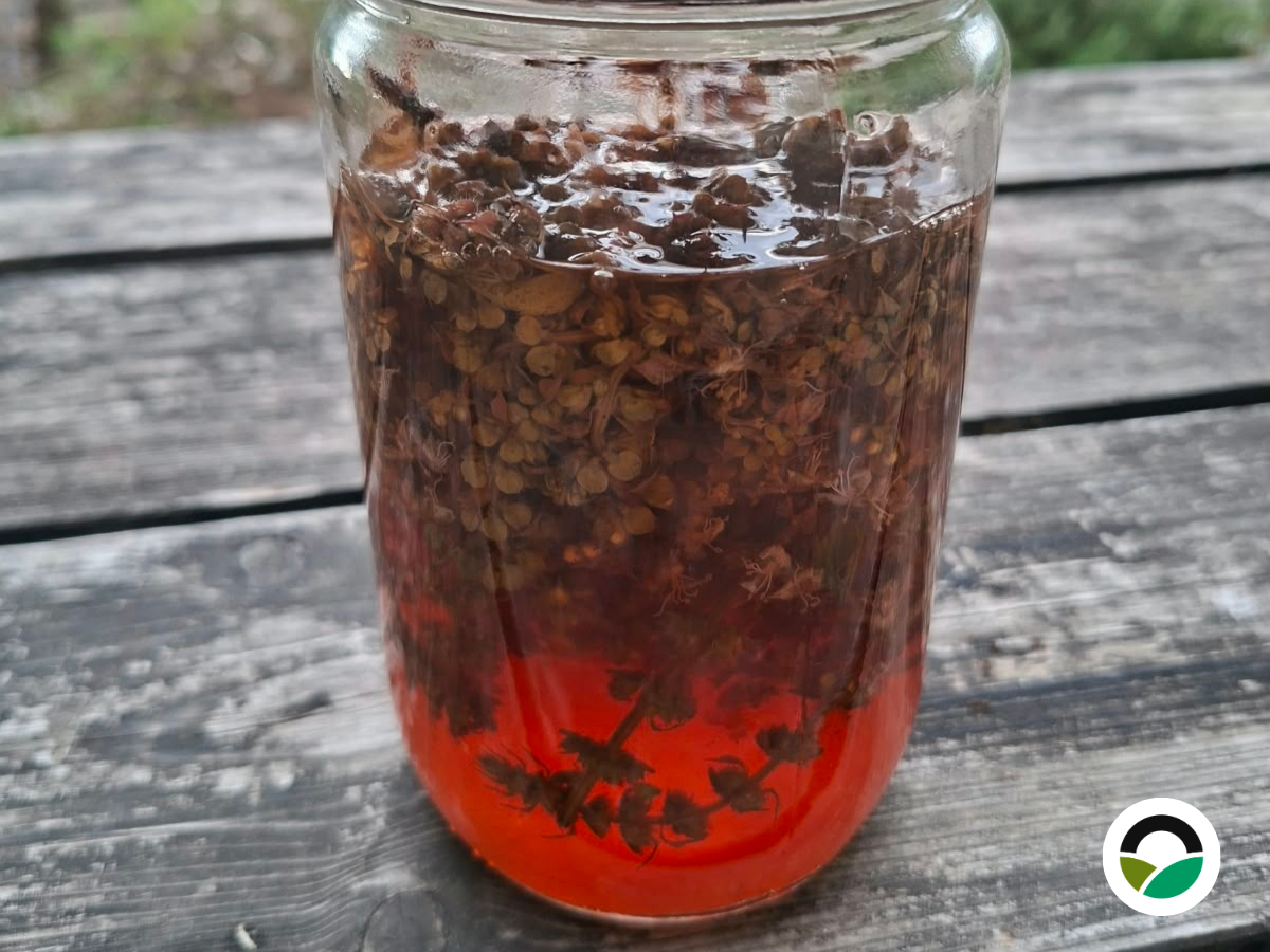 Basil flower vinegar: a simple way to use basil blossoms