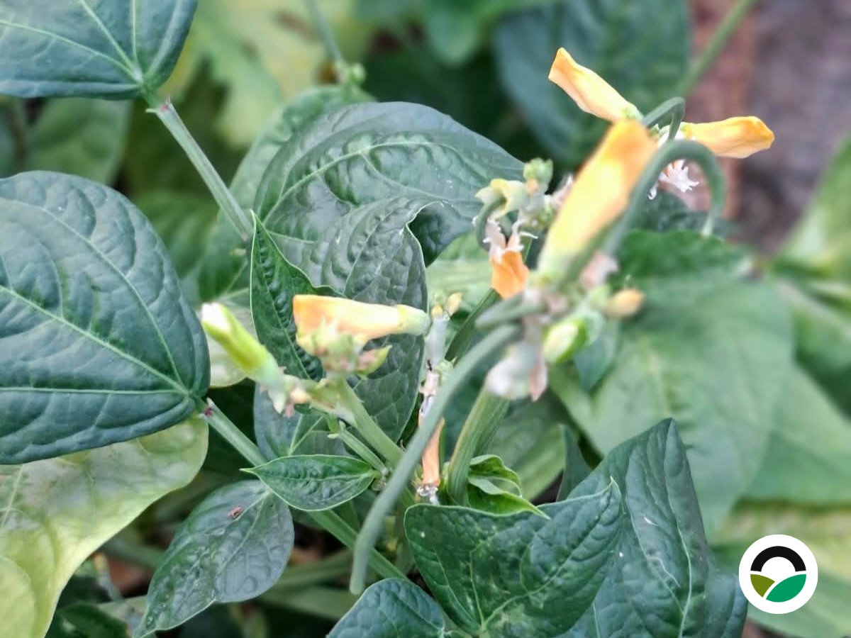 Black-eyed beans begin producing their first pods