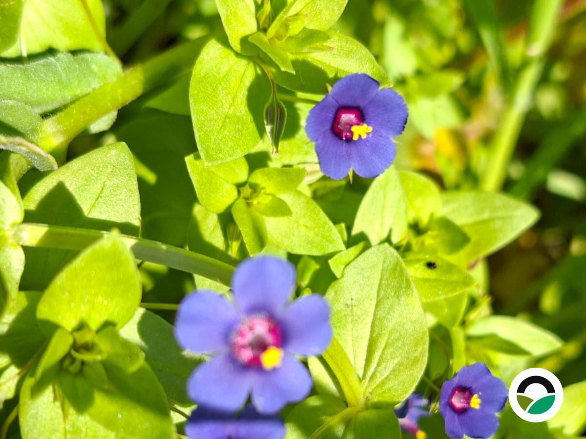 Blue Pimpernel (Anagallis arvensis): a small wildflower supporting biodiversity