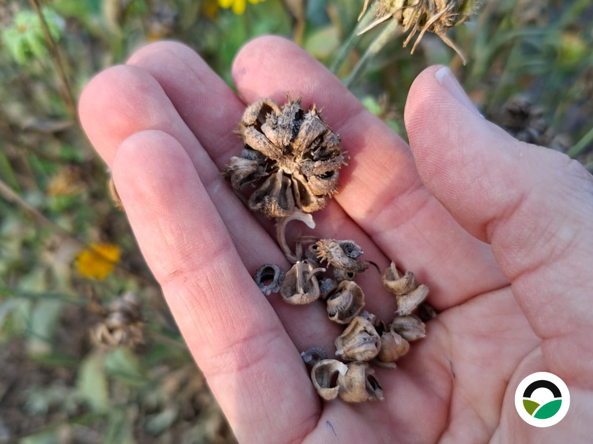 Calendula (Calendula officinalis) seeds are ready to harvest