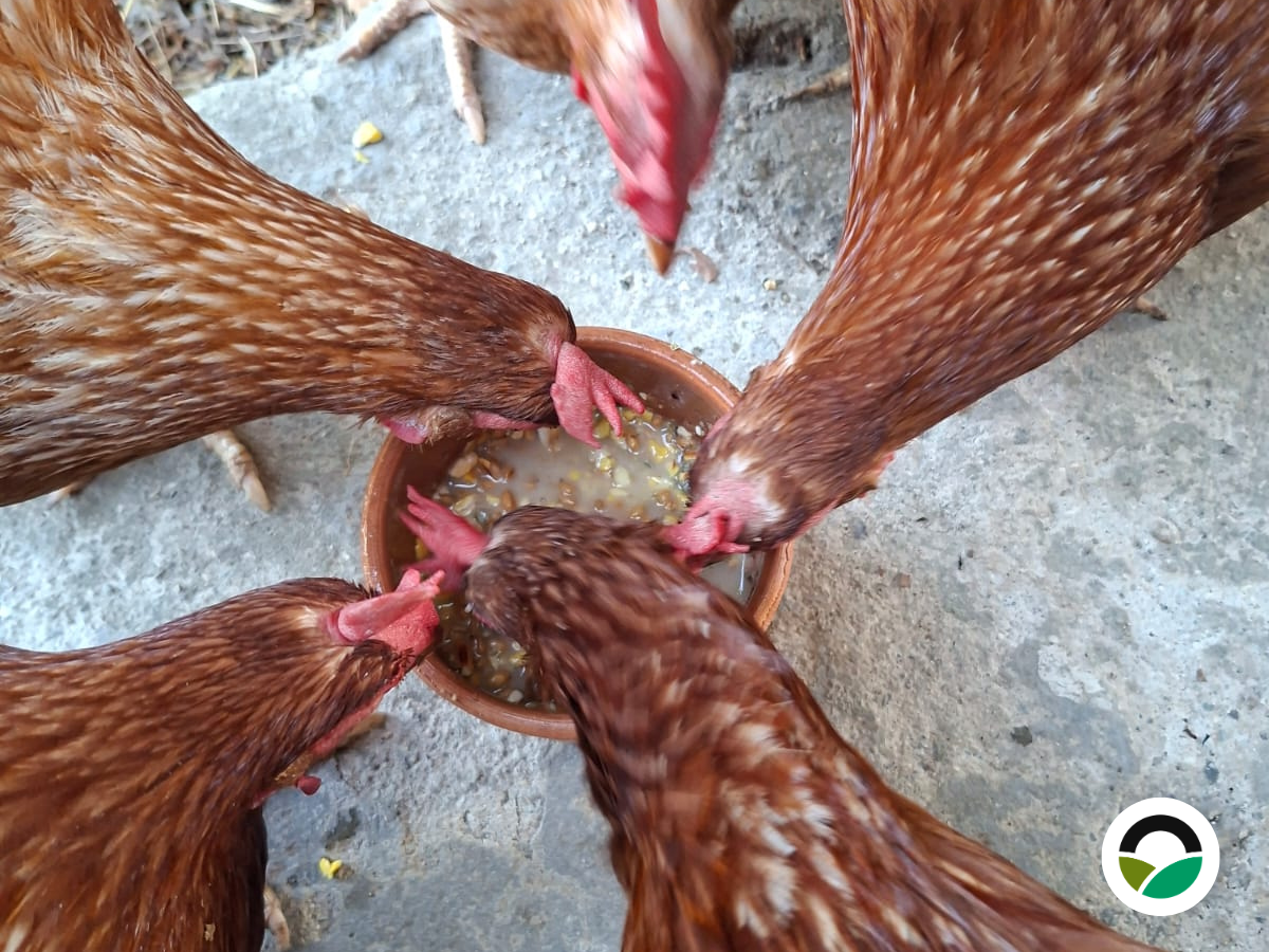 Fermented feed for chickens: a traditional practice supporting healthy flocks