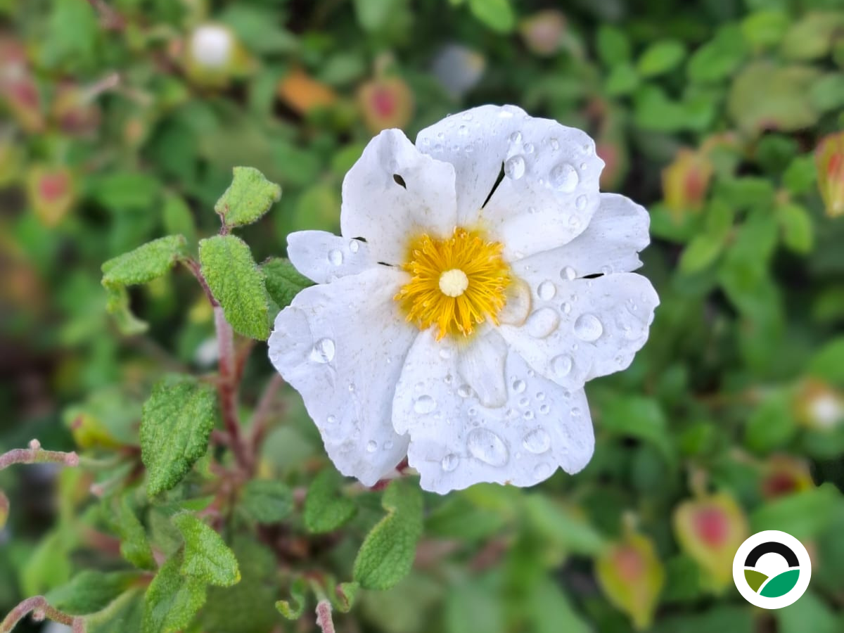 White rockrose: a resilient native shrub of the Mediterranean