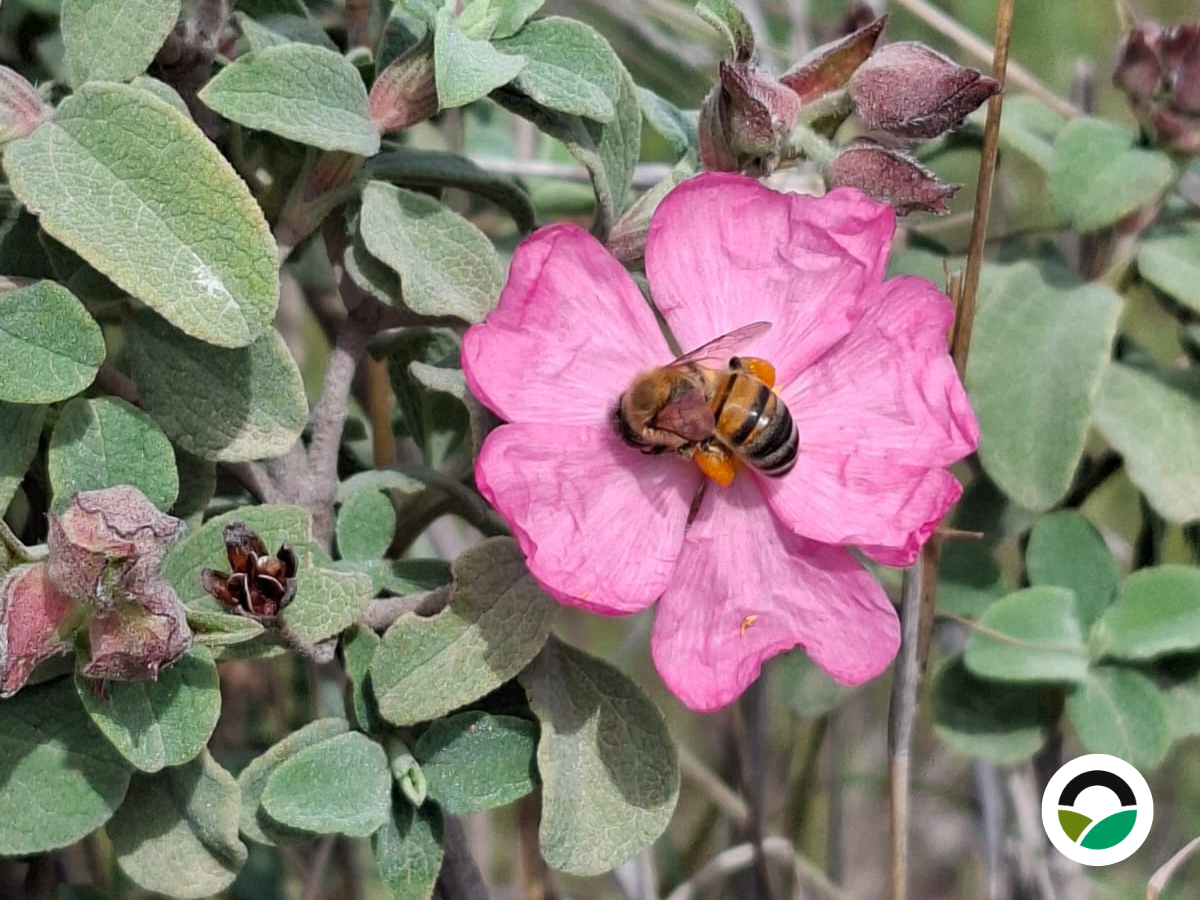 Pink rockrose: a resilient Mediterranean shrub