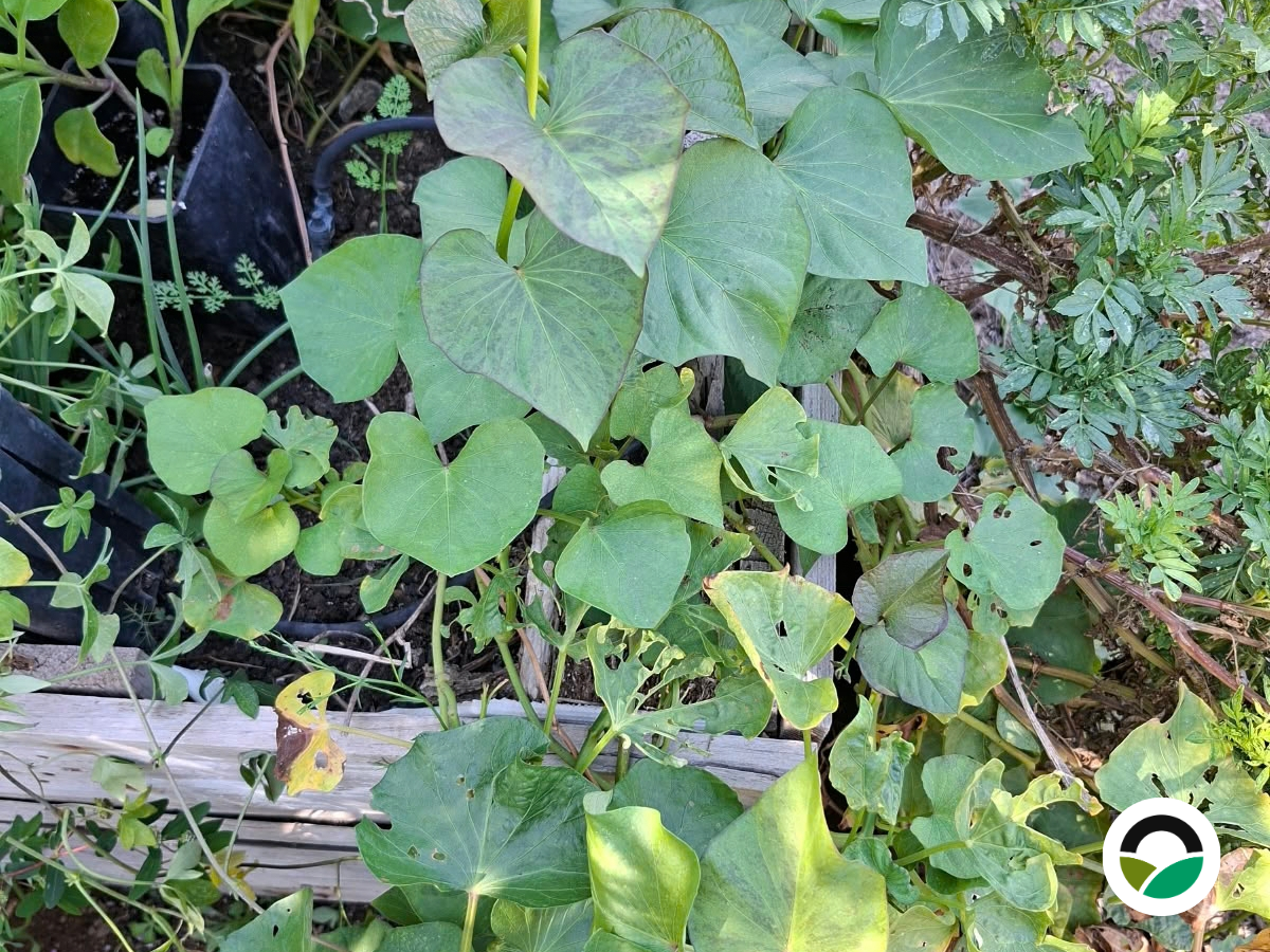 Growing sweet potatoes from slips: from propagation to planting