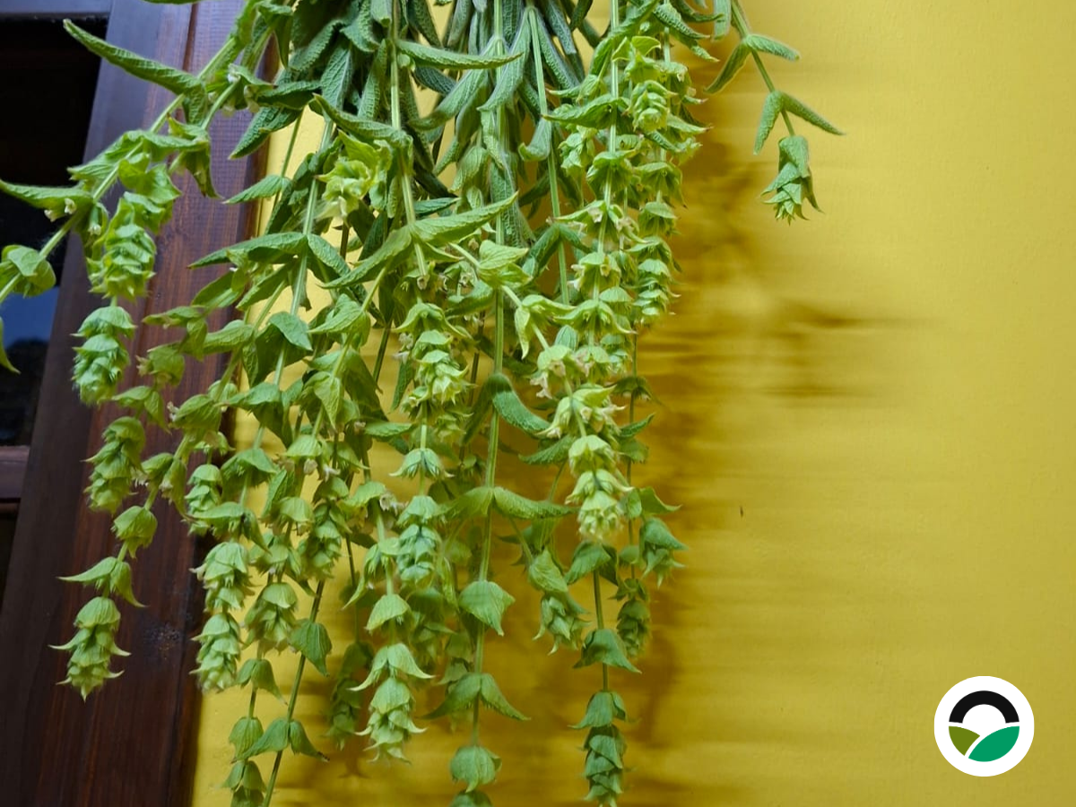 Mountain Tea (Sideritis perfoliata)