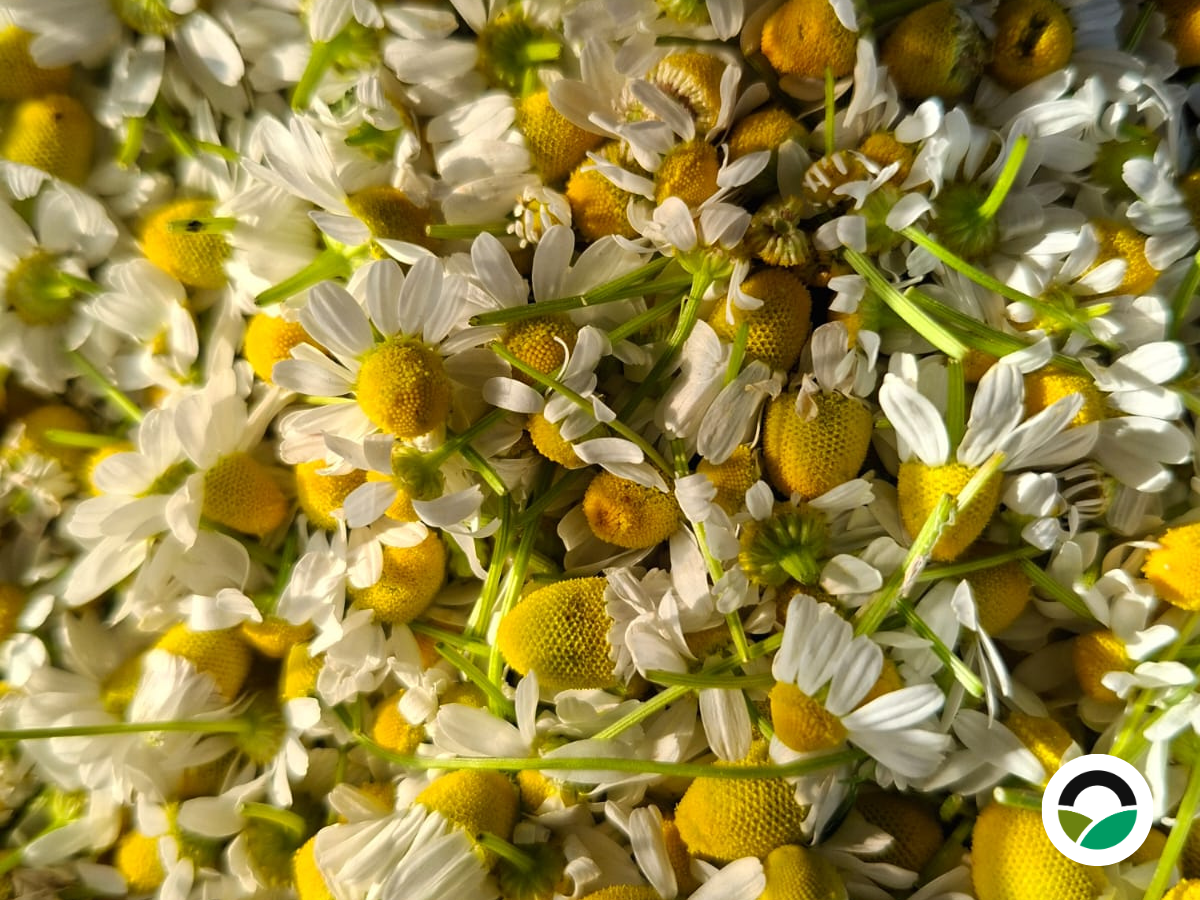 Χαμομήλι (Matricaria chamomilla)