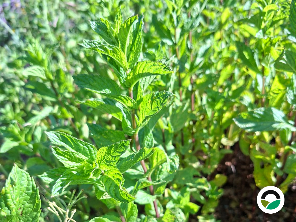 Μέντα πιπεράτη (Mentha × piperita)