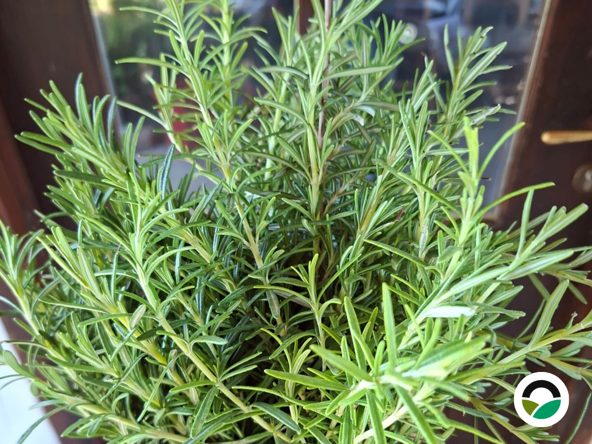Δεντρολίβανο (Salvia rosmarinus, παλαιότερη ονομασία Rosmarinus officinalis)
