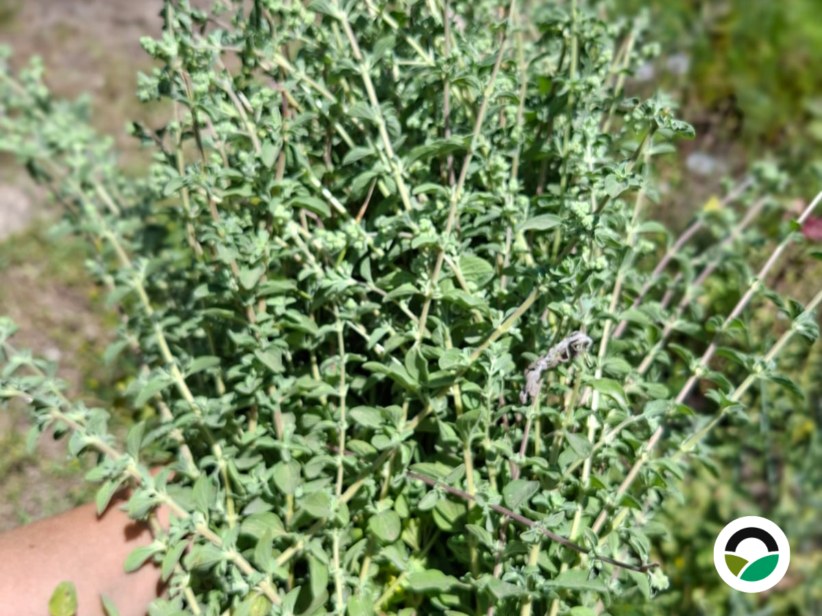 Κυπριακή Ρίγανη (Origanum cordifolium)