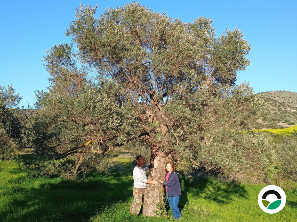 The first Tree of Life: a tribute to Iacovos Philipou
