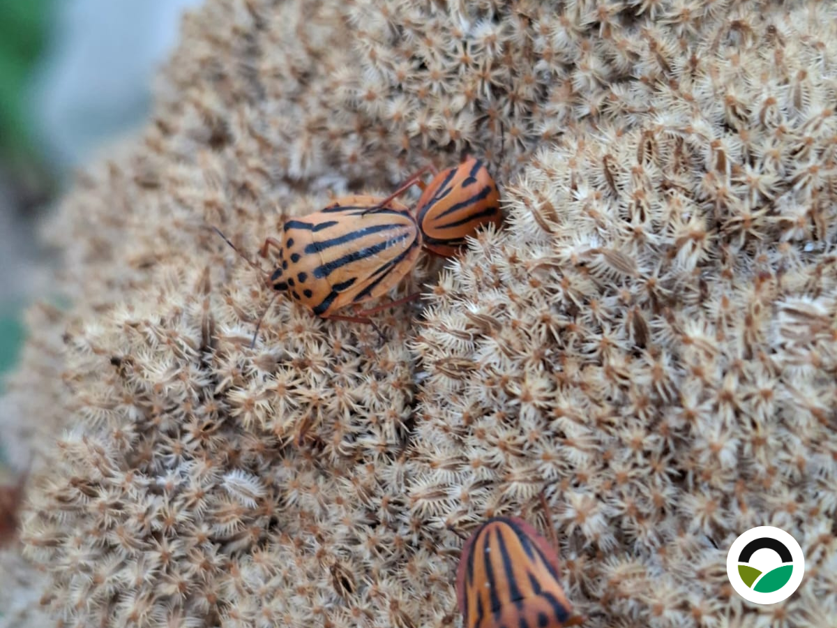 Striped shield bugs
