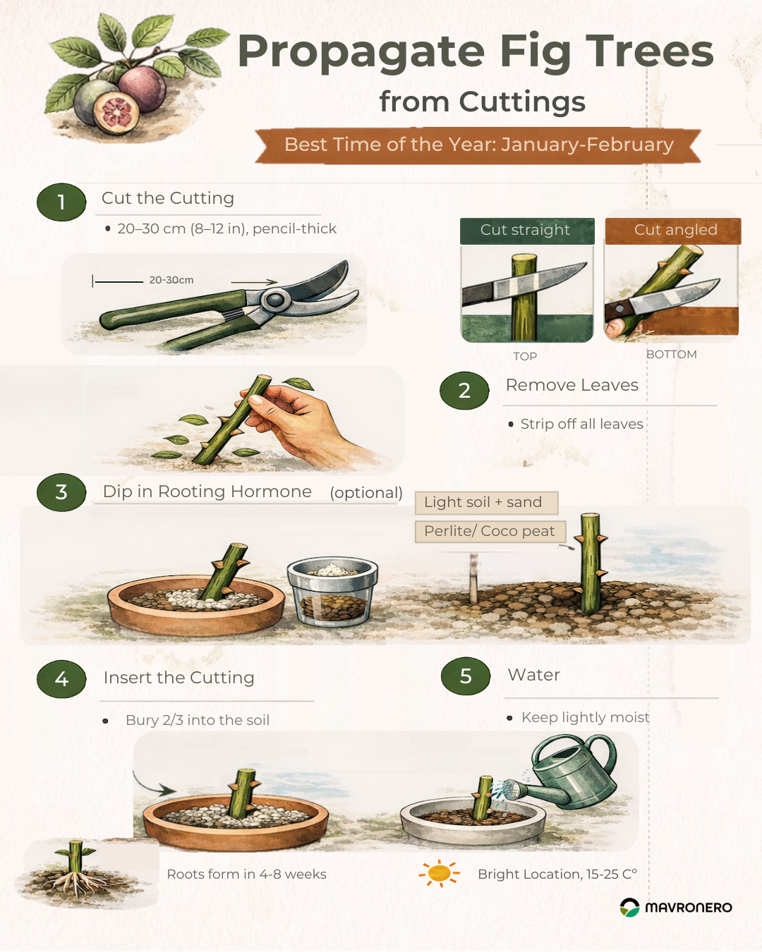 Πολλαπλασιασμός συκιάς από μοσχεύματα