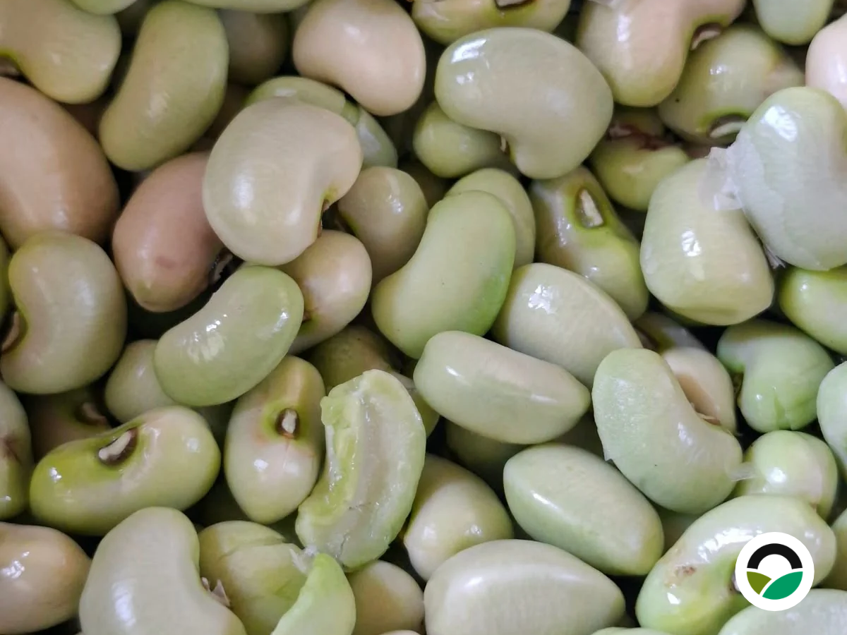 From first pods to harvest: Black-eyed beans (Louvi) at Mavronero