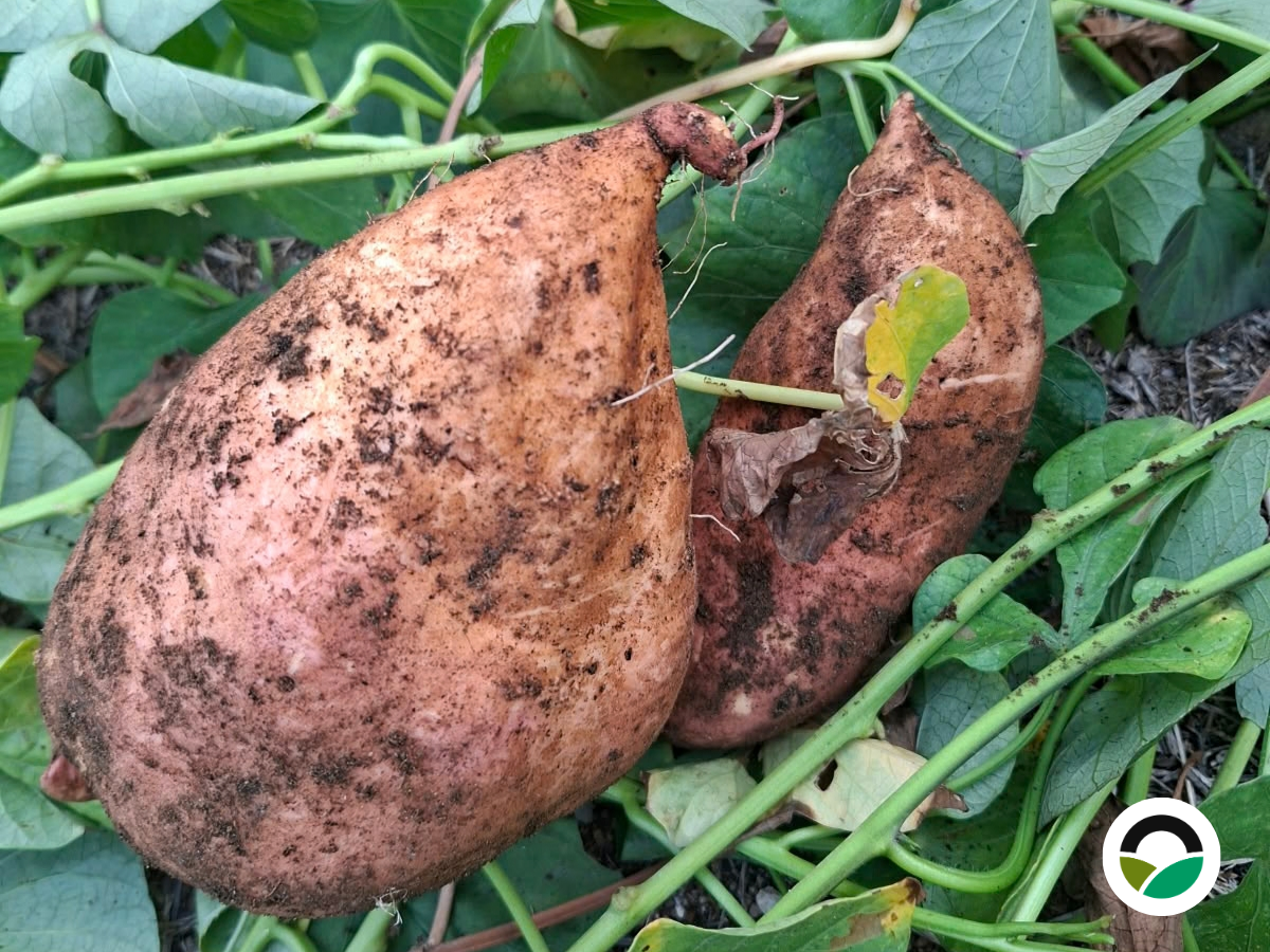 Harvesting sweet potatoes: from planting to curing